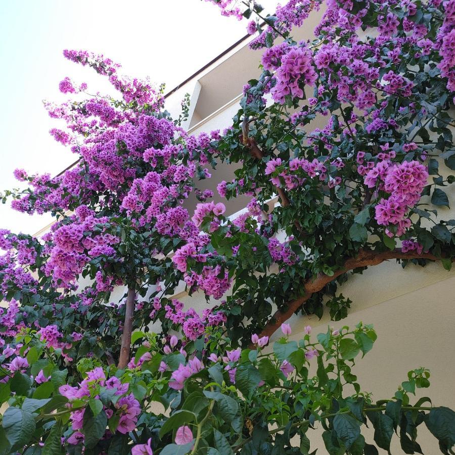 Apartments Villa Cizmic Baška Voda Exterior foto